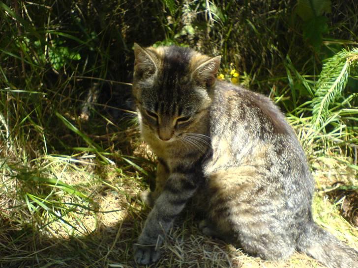 Huskat Fnuggi billede 5