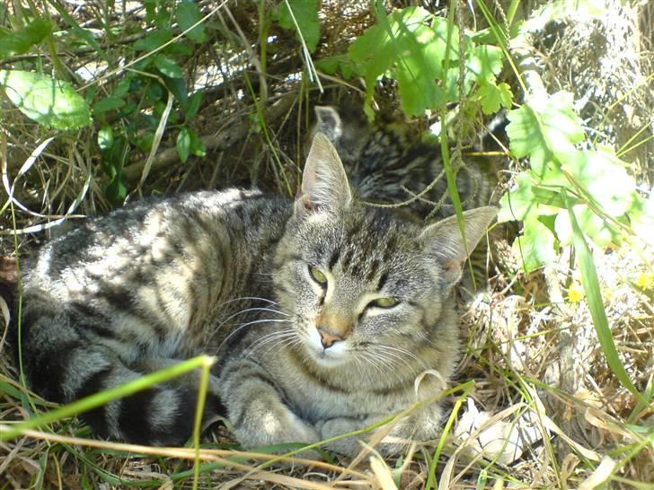 Huskat Fnuggi - Fnuggi og Frækkes ´´HULE´´ billede 6