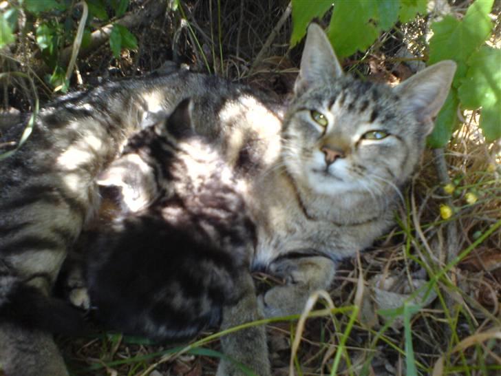 Huskat Fnuggi - smukke Fnuggi billede 7