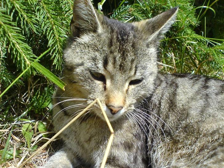 Huskat Fnuggi - selvom jeg har et strå i hvedt er jeg gudeskøn!!! billede 8