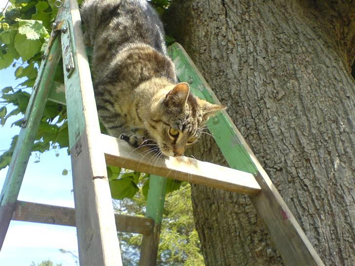 Huskat Fnuggi - super mor kan kravle på striger! xD billede 9