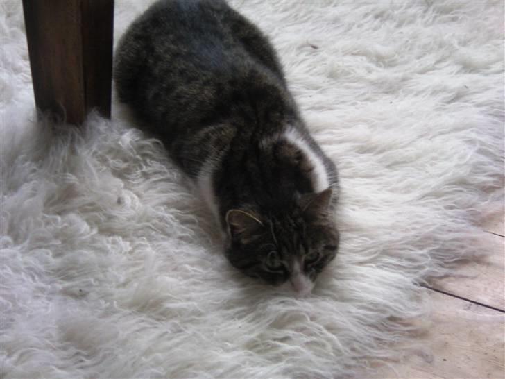 Huskat Nala billede 7