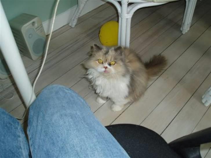 Perser pige - kigger lige på dig  billede 1