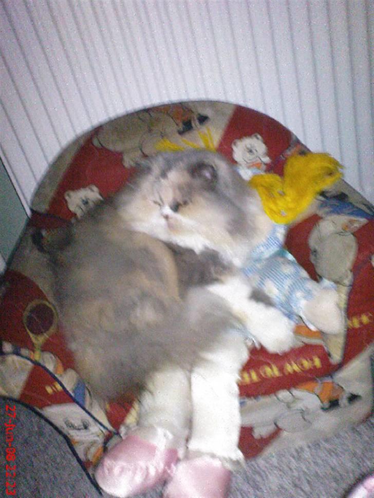 Perser pige - helt erlig må jeg gerne sove eller hva ? billede 2