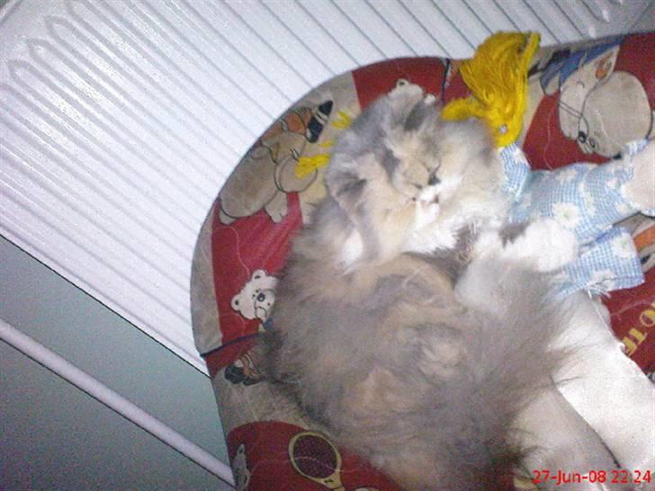 Perser pige - min tøs  billede 4