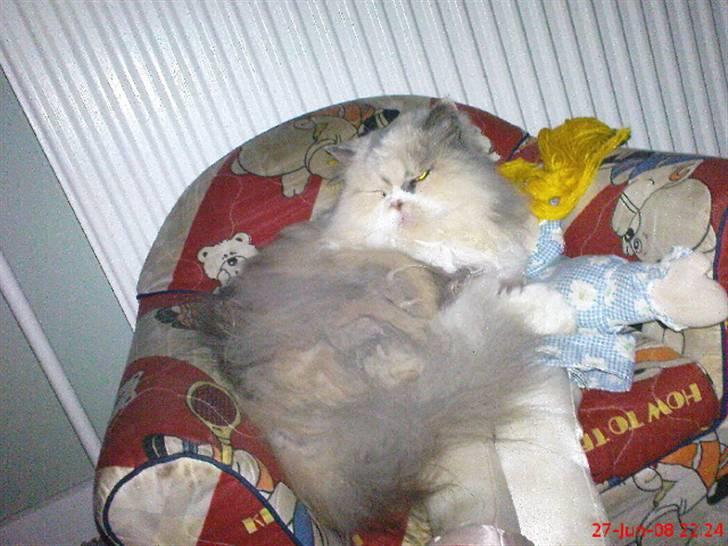 Perser pige - ska vi to putte billede 5