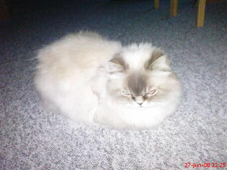 Colorpoint cirkeline - putter mig lige her <3 billede 1