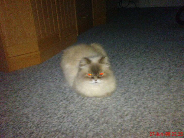 Colorpoint cirkeline - det er et dejligt sted og ligge  billede 2