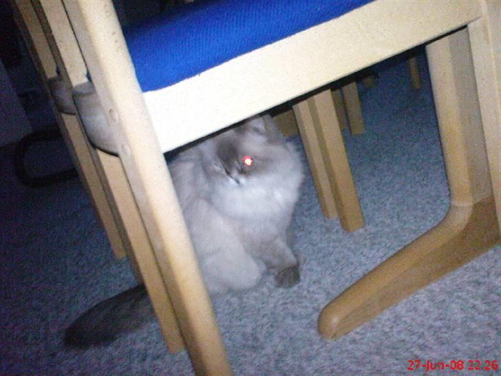 Colorpoint cirkeline - sider her under en stol så kan jeg se det hele :) billede 3