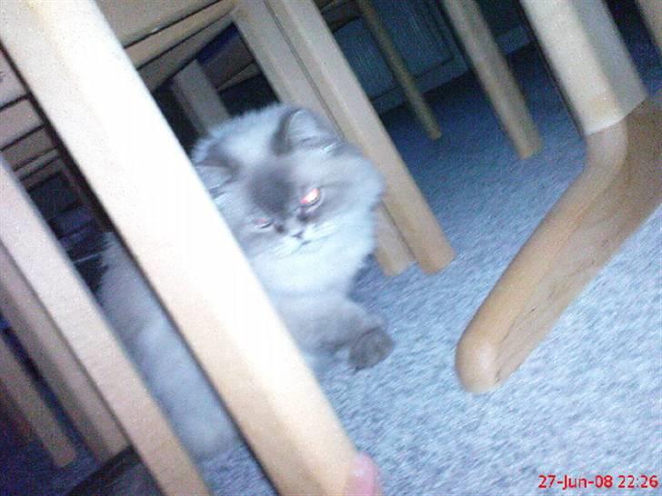 Colorpoint cirkeline - kommer og fanger dig heeh :) billede 4