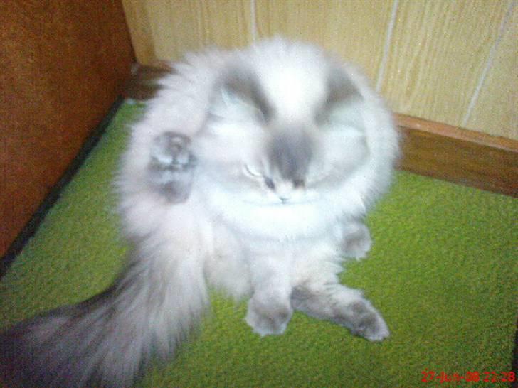 Colorpoint cirkeline - hej med dig :) billede 5