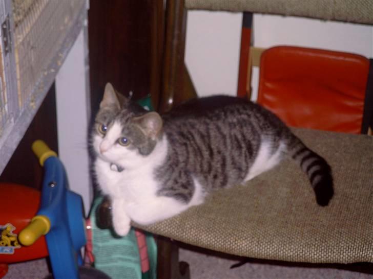 Huskat † Max † billede 1