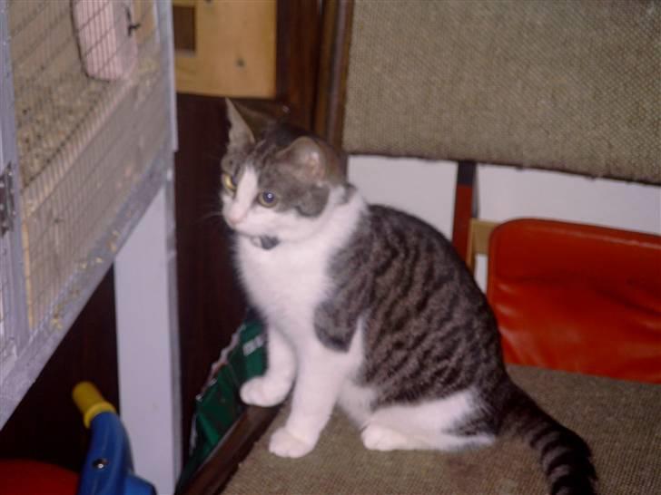 Huskat † Max † billede 2