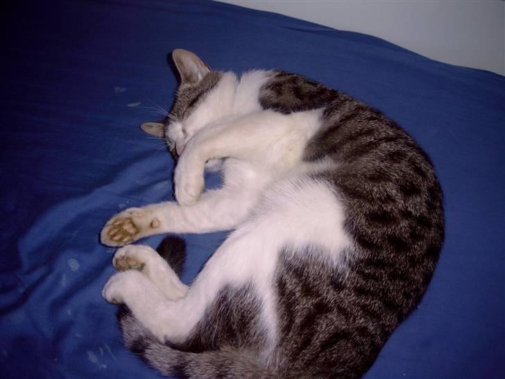 Huskat † Max † billede 3