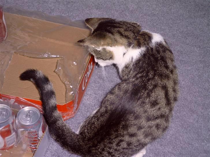 Huskat † Max † - Han vil bare i kassen, og det kom han også. Han har noget med kasser... billede 4