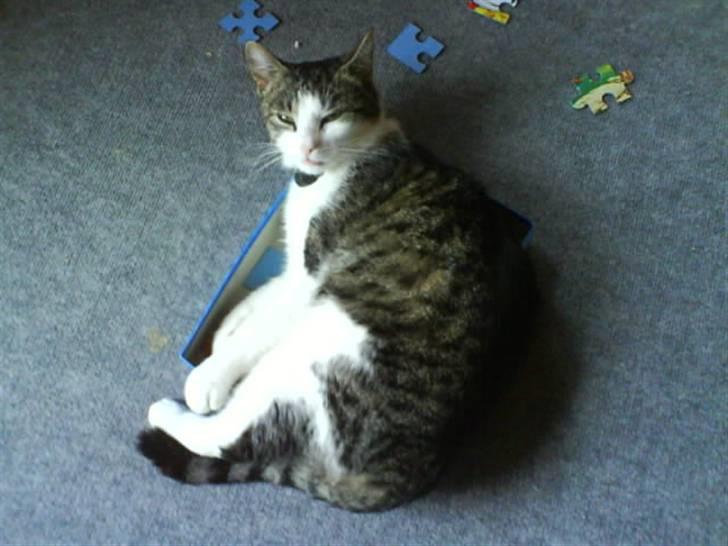 Huskat † Max † - Det var det jeg sagde kasser.... Det vil han bare være i og så er det lige meget hvad der har lagt i den, det skal nok komme væk;-) billede 5