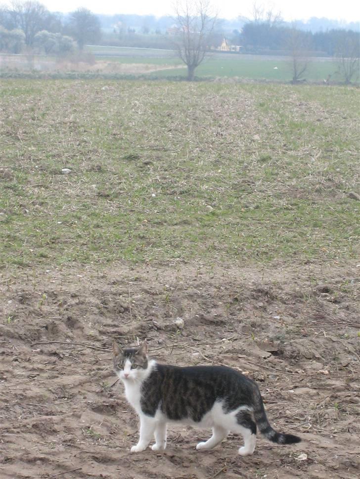 Huskat † Max † billede 6