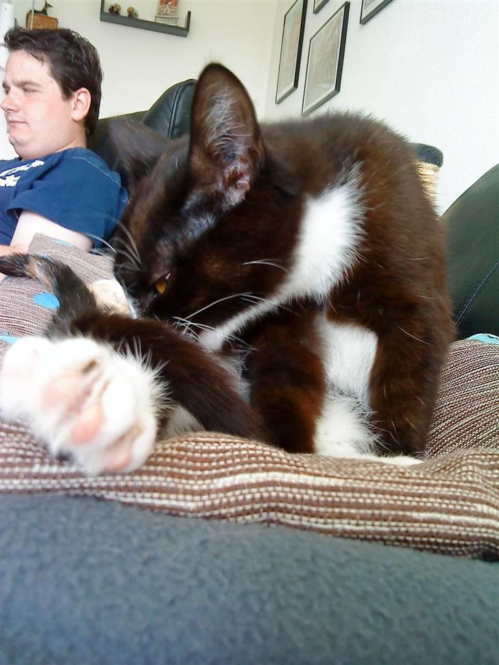 Huskat Nova billede 7