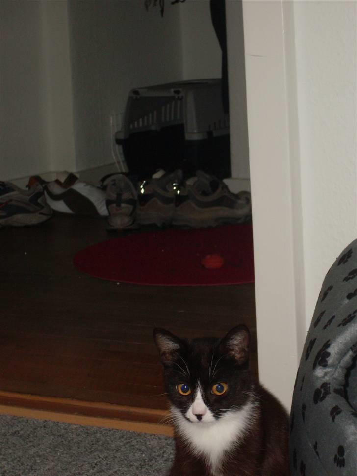 Huskat Nova billede 8