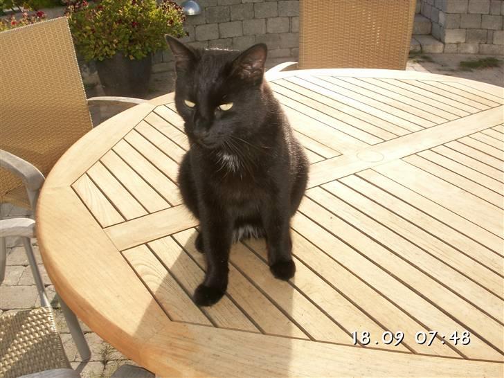 Huskat Laban. - Jeg er en fræk missekat. :) billede 10