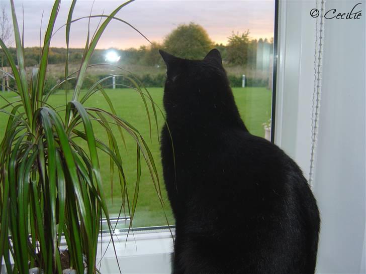 Huskat Laban. - det her er mere spændene end at kigge på dig. billede 11