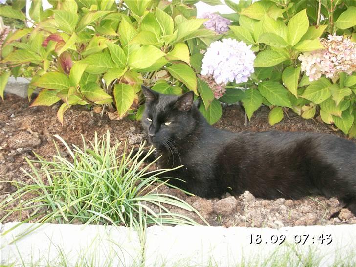 Huskat Laban. - Jeg er som en gren i en busk. :) billede 12