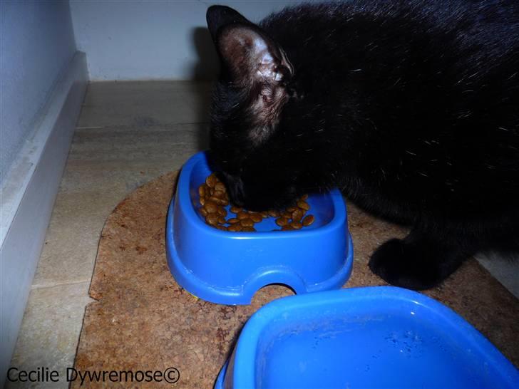 Huskat Laban. - MAD.. :P billede 13