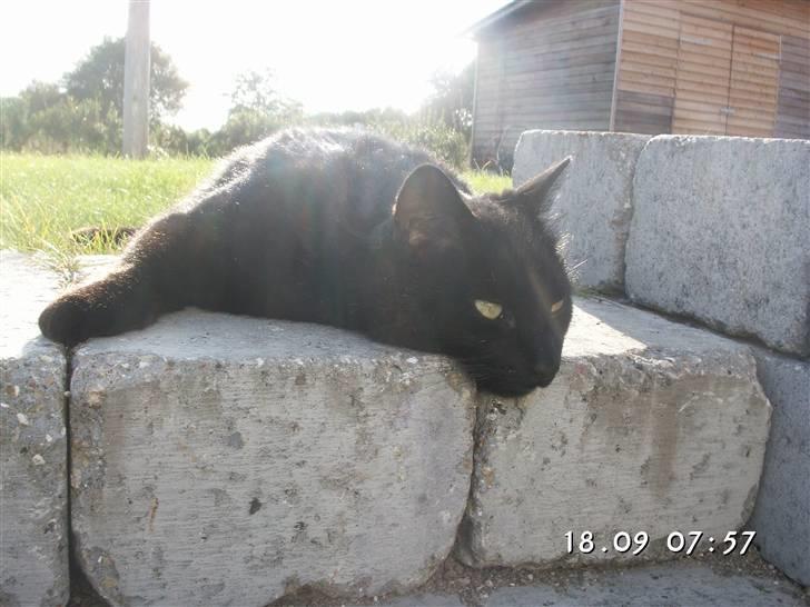 Huskat Laban. - Endelig en slapper. :) billede 14