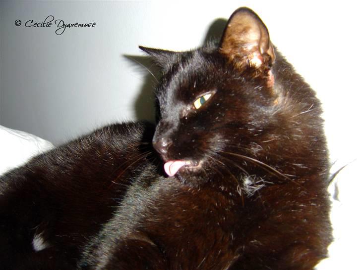 Huskat Laban. - Lad mig nu vaske mig.  billede 15