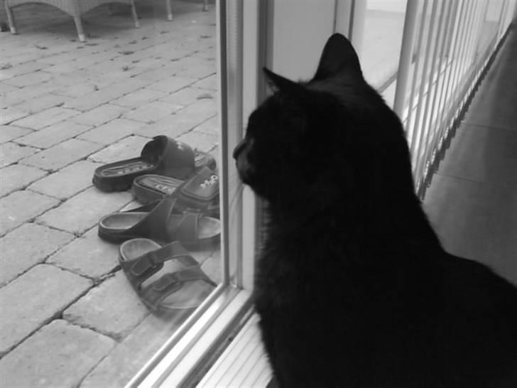 Huskat Laban. - Hvad er der, dér ude? :O billede 16