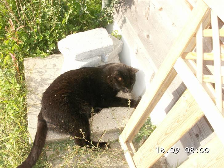 Huskat Laban. - Ihhh... Lad mig være. s; billede 17