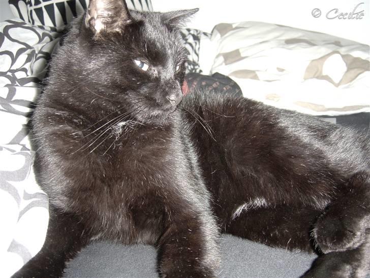 Huskat Laban. - Neeeej, hvad er det? :)  billede 18