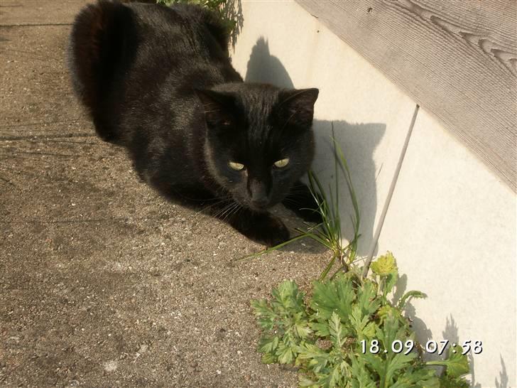 Huskat Laban. - Se der er en mus.  billede 19