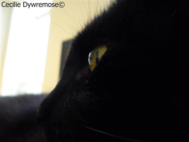 Huskat Laban. - fotomodel :D billede 20