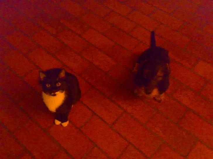 Huskat Julius - Julius er igang med at vise vores hund hvordan man sitter  :) billede 2