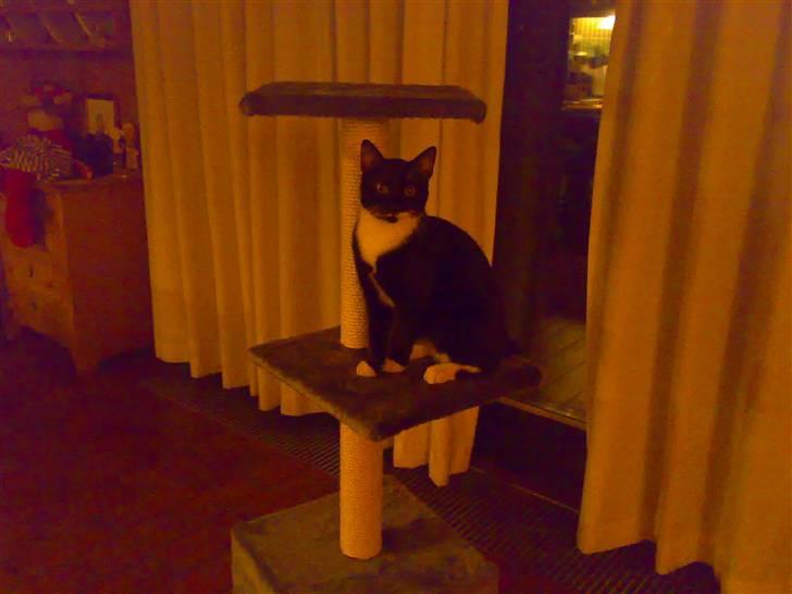 Huskat Julius - Julius har lige fået nyt kradsebræt    :) billede 3