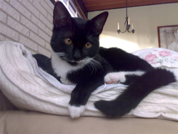 Huskat Julius - Nu er han ved at være træt  :) billede 4