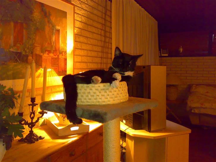 Huskat Julius - Julius har fået en ny kurv....... den kan han hvist godt lide :) billede 5