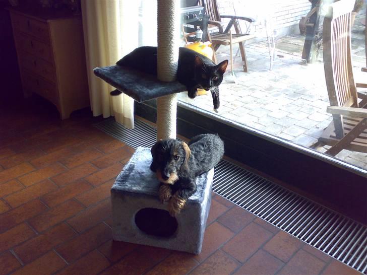 Huskat Julius - Julius deler kradsebræt med hunden   :) billede 6