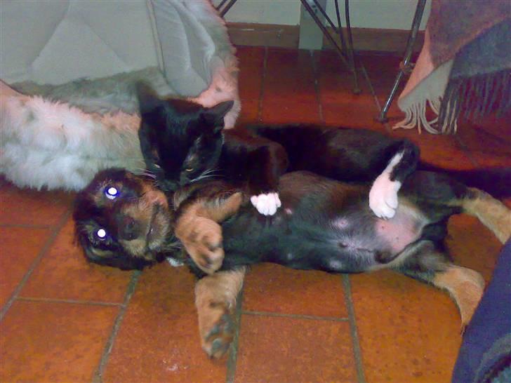 Huskat Julius - Julius og hunden leger fange, og julius har vist fanget hunden  :) billede 7