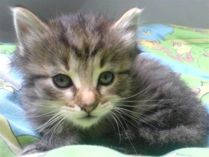 Blanding af racer Silke - Velkommen til Silkes profil .. ;) billede 1