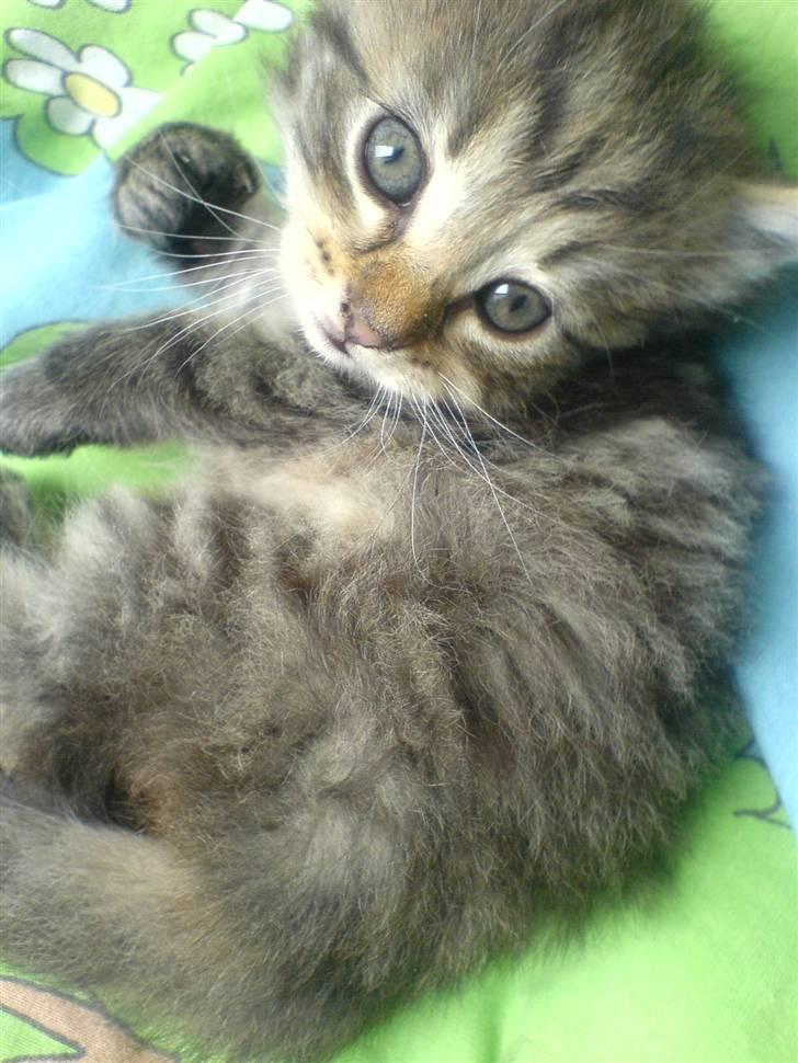 Blanding af racer Silke - Silke som killing ;) billede 2