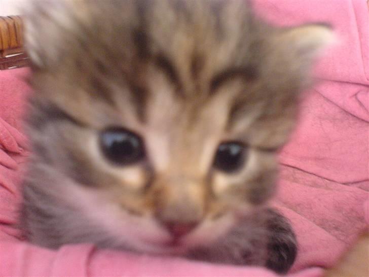 Blanding af racer Silke - Silke som lille bitte ;D billede 3