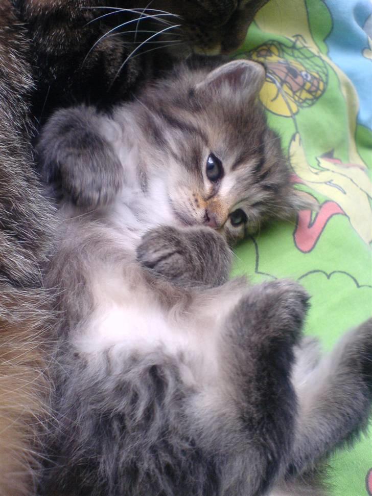 Blanding af racer Silke - Killing på ryggen <3 billede 4