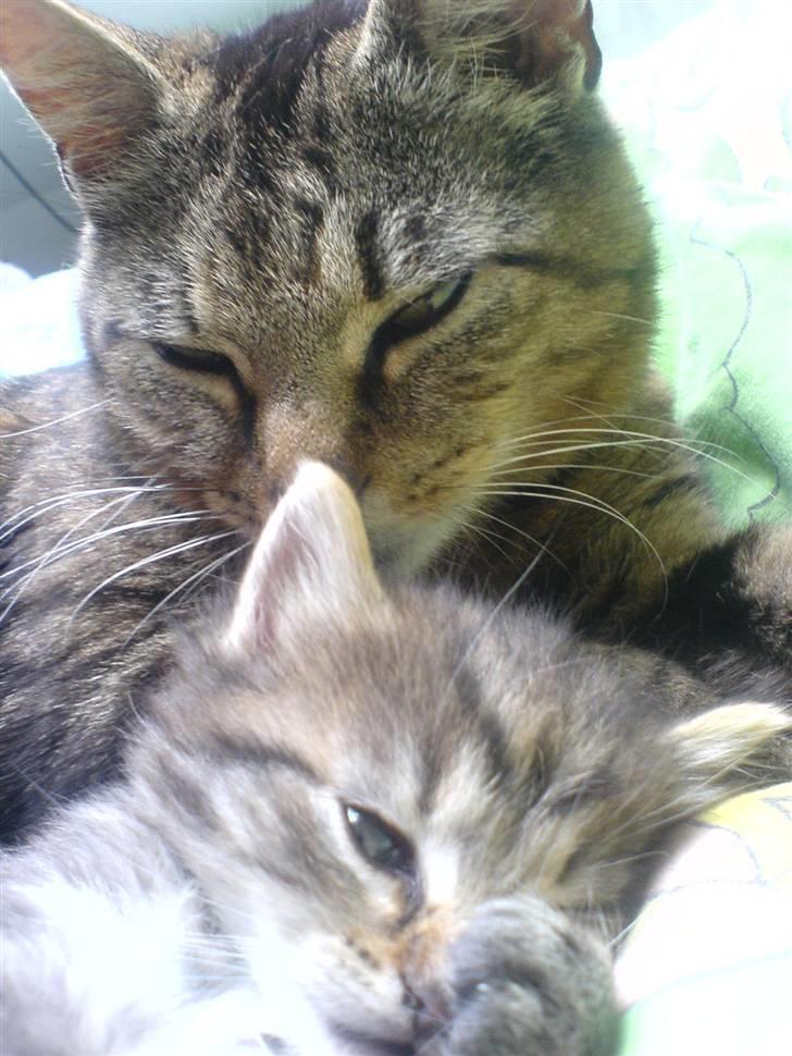 Blanding af racer Silke - Silke og hendes mor <3 billede 5