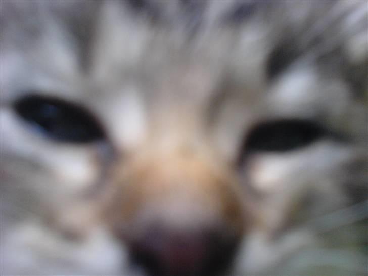 Blanding af racer Silke - Nærbillede?  billede 6