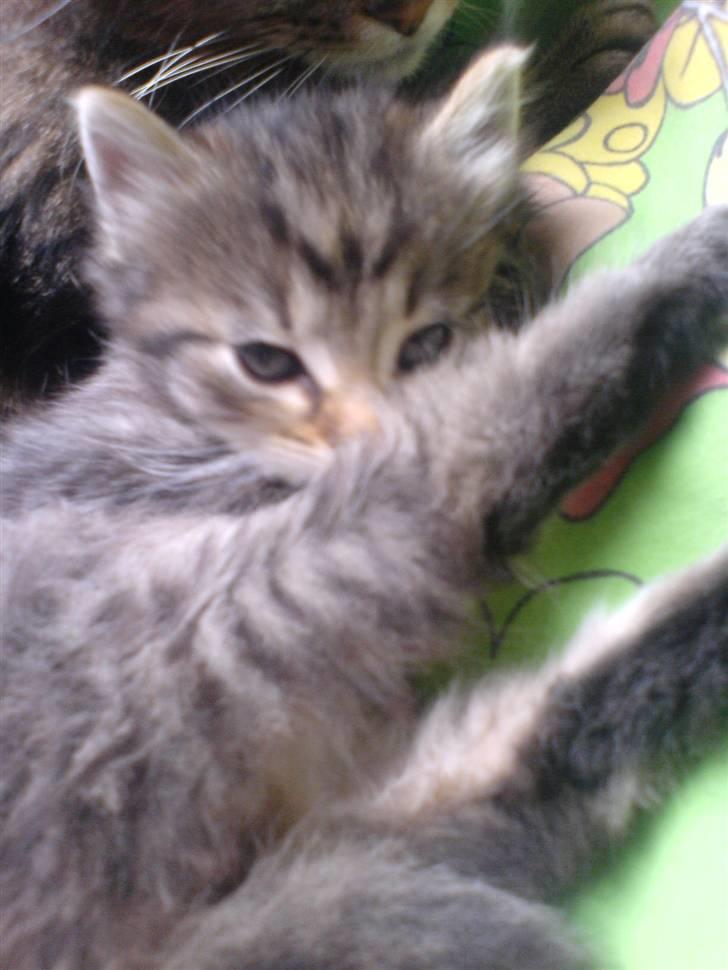 Blanding af racer Silke - Killinge Silke <3 billede 7