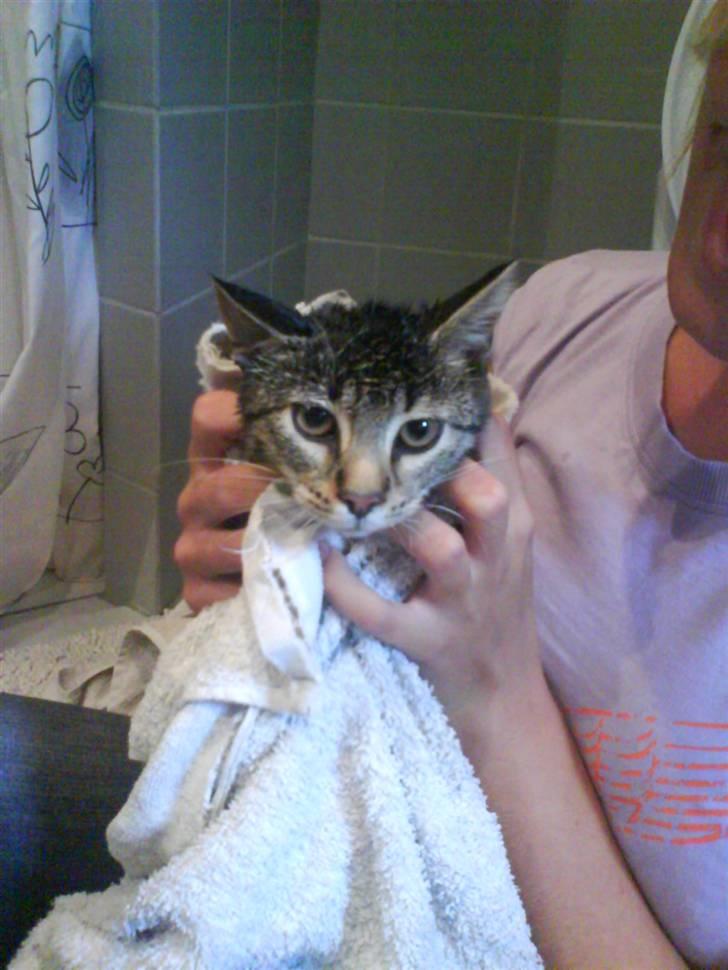 Huskat Nuggi - Nuggi kan ikke lide at komme i bad billede 1