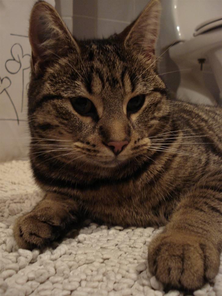 Huskat Nuggi - Hjælper mor med at læse til eksamen billede 2