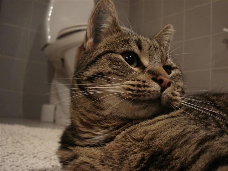 Huskat Nuggi - Kommer der nogen?? billede 3